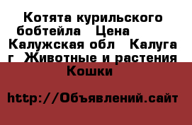 Котята курильского бобтейла › Цена ­ 100 - Калужская обл., Калуга г. Животные и растения » Кошки   